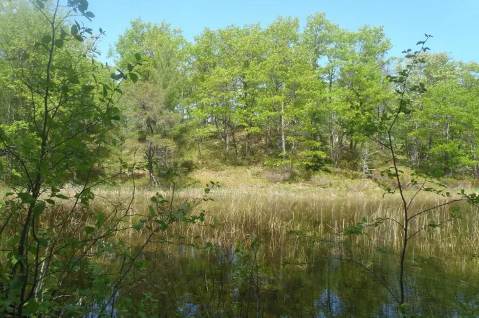 Michigan DNR Land Auction Includes Lakefront Property