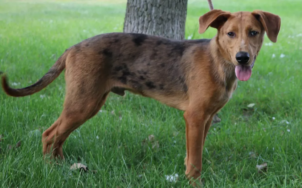 Bear is our Pet of the Week on Wet Nose Wednesday