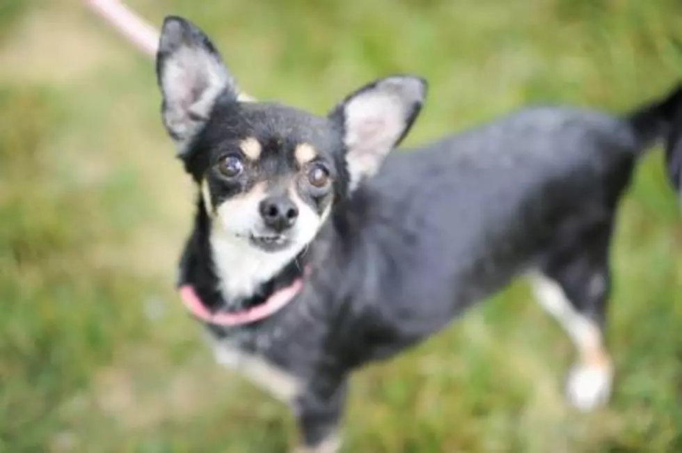 Anna is our Pet of the Week on Wet Nose Wednesday