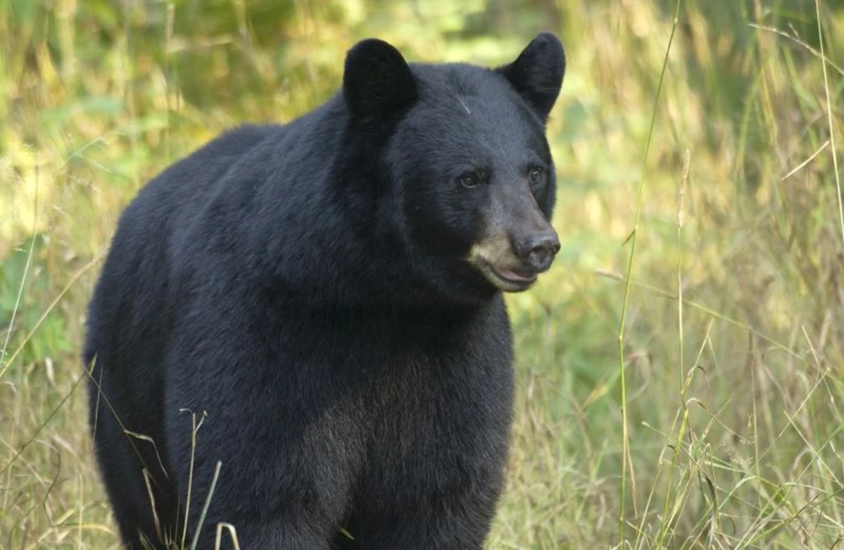 There are 3,000 Black Bears in Michigan's Lower Peninsula