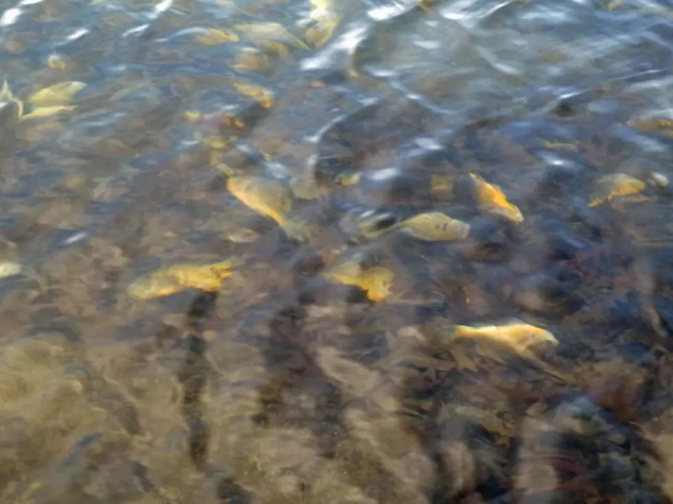 What Causes Winter Fish Kill and How Common Will it be This Year?