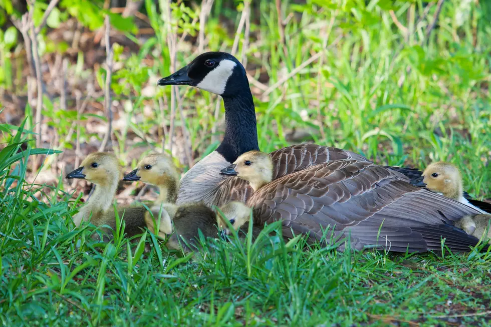 Geese, Ducks or Swans Nesting Nearby? See How to be a Good Neighbor