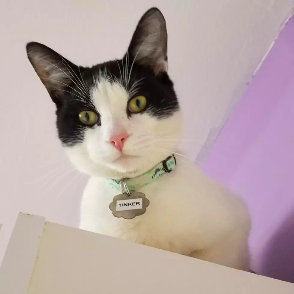 Adopt Tinker From Crash’s Landing
