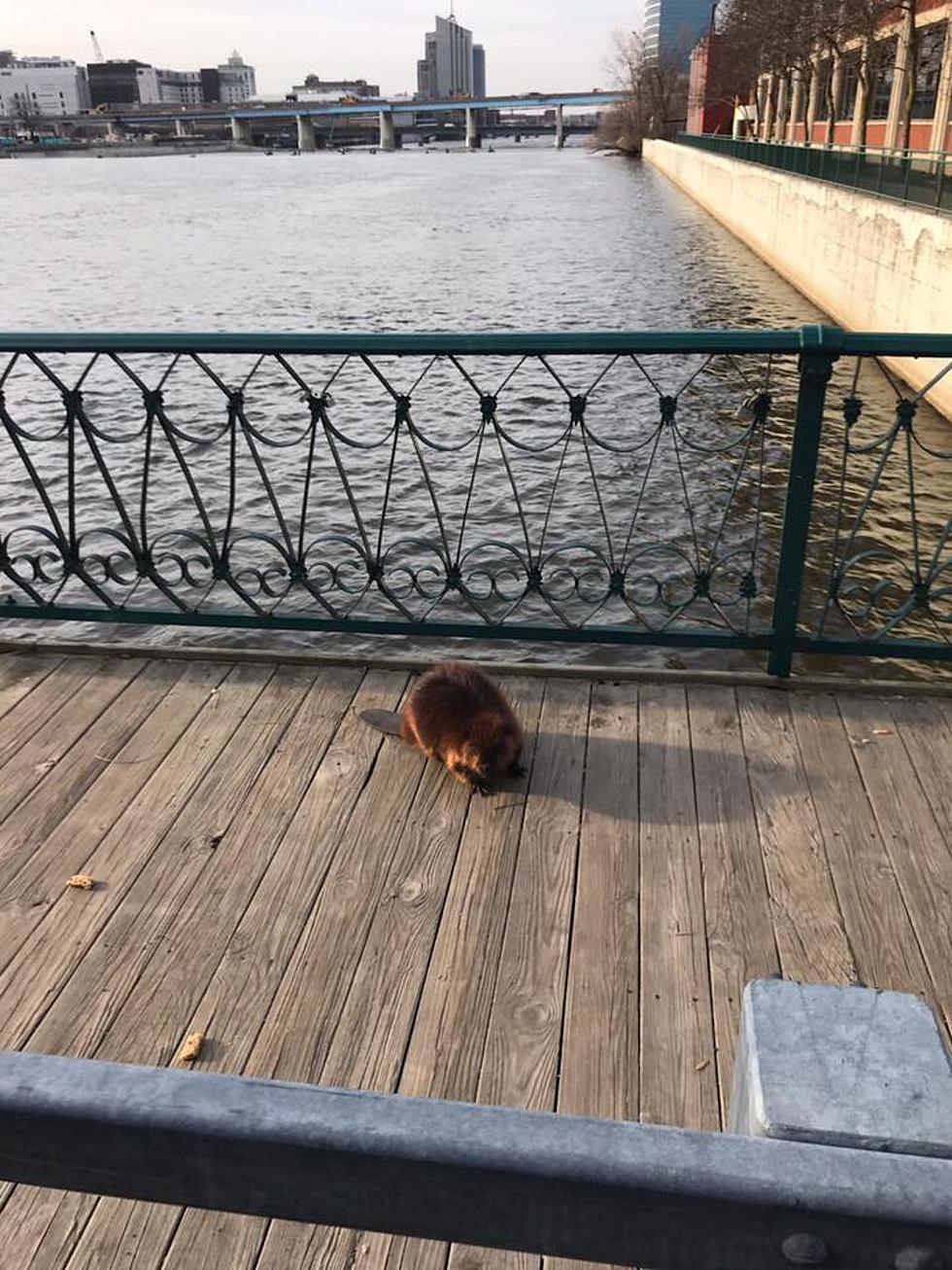 Beaver Found and Rescued on Sixth Street Bridge in Grand Rapids