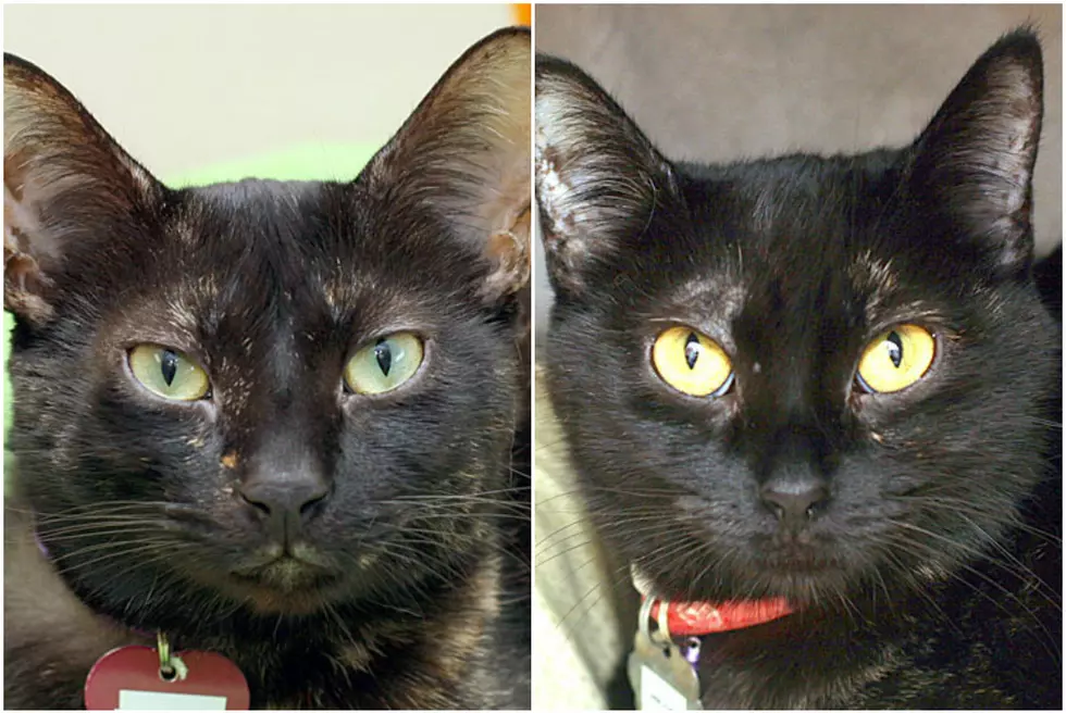 Adopt Chicory and Cloverly From Crash&#8217;s Landing