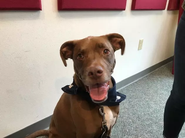 Duke is our Pet of the Week on Wet Nose Wednesday