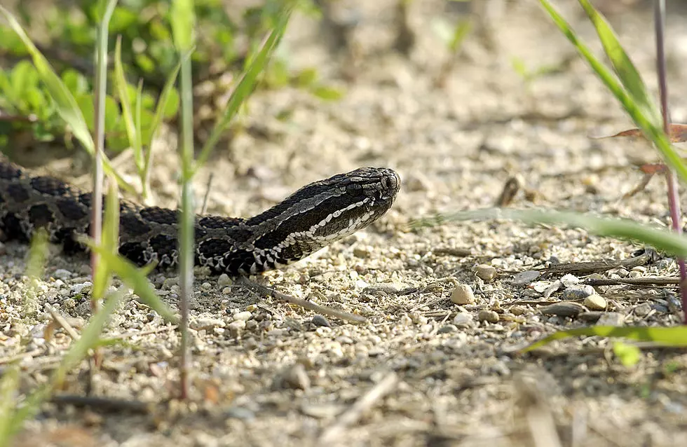 GVSU Professor Says Michigan Island is a &#8216;Haven for Rattlesnakes&#8217;