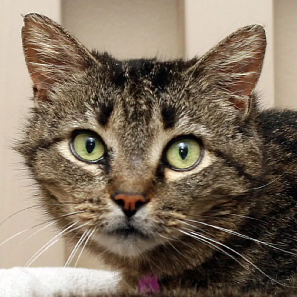 Adopt Lenka From Crash’s Landing