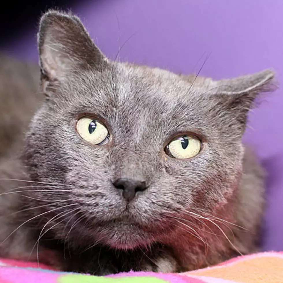 Adopt Slink From Crash’s Landing