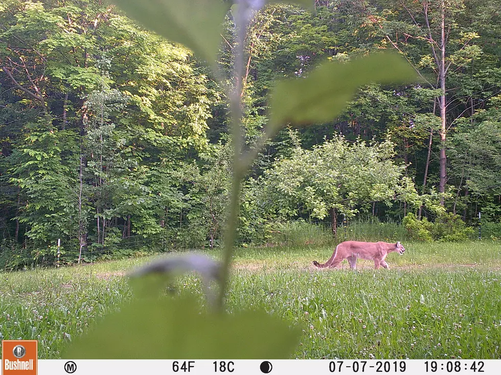 Another Cougar Sighting Confirmed in Michigan