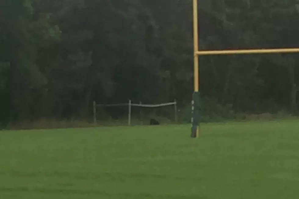 Bear Visits West Michigan High School Football Field