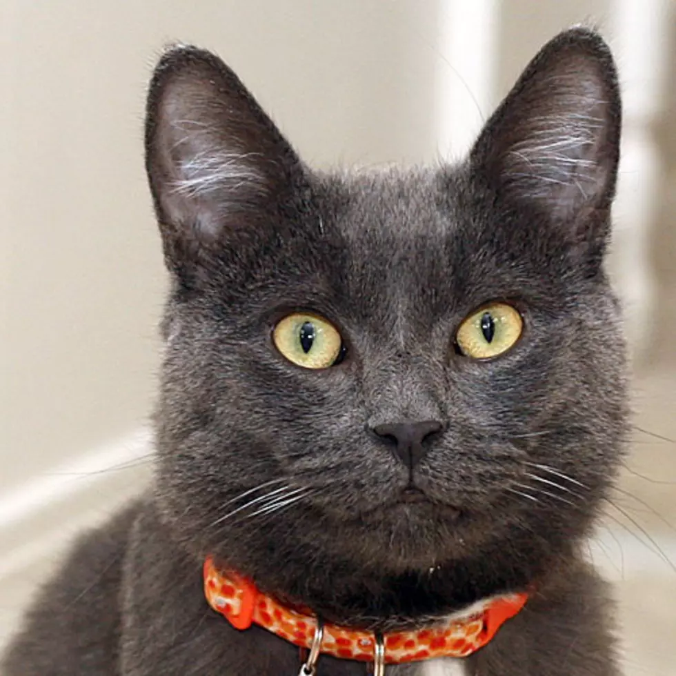 Adopt Theon Greyjoy From Crash’s Landing
