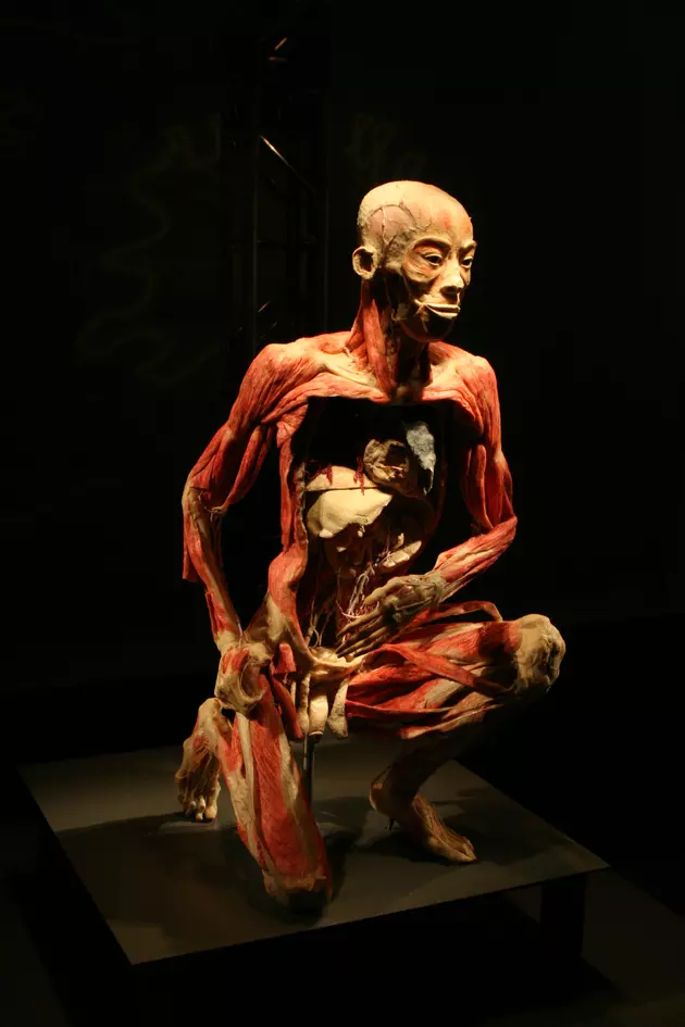 Bodies Revealed Opens This Weekend at Public Museum