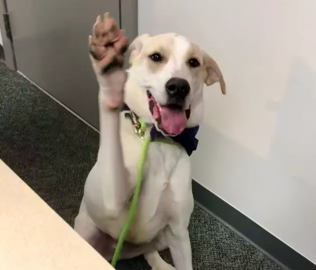 Max is our Pet of the Week on Wet Nose Wednesday