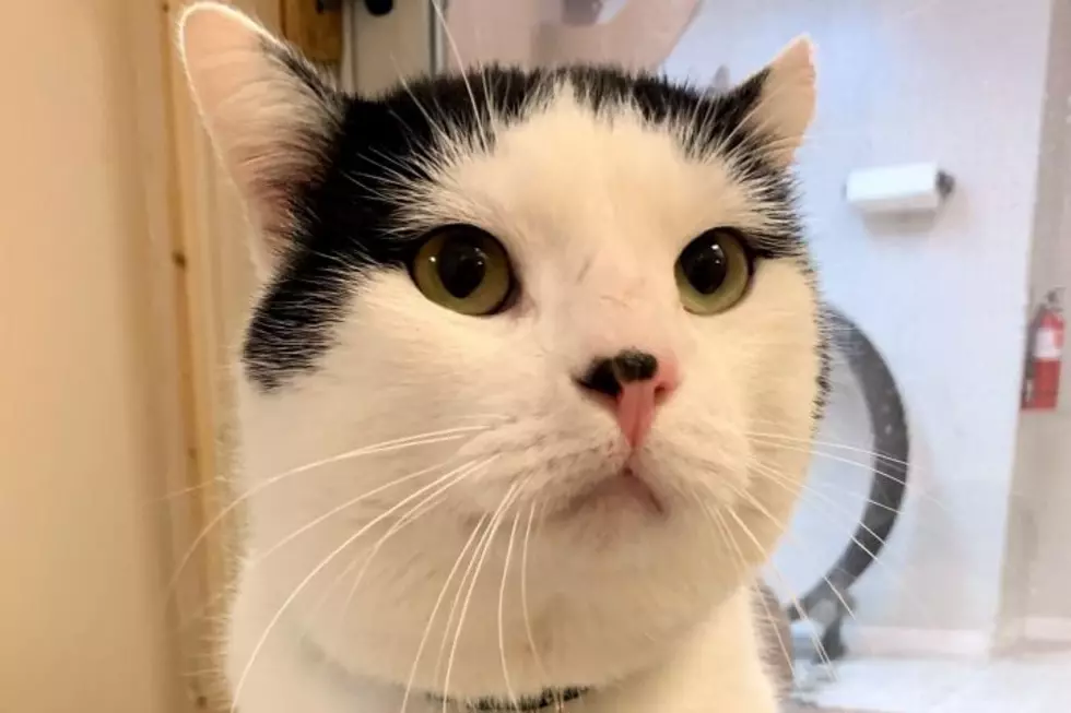 Adopt Domenico From Crash’s Landing