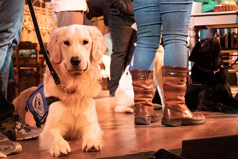 10 Service Dogs Train at Grand Rapids Civic Theatre Show [Photos]
