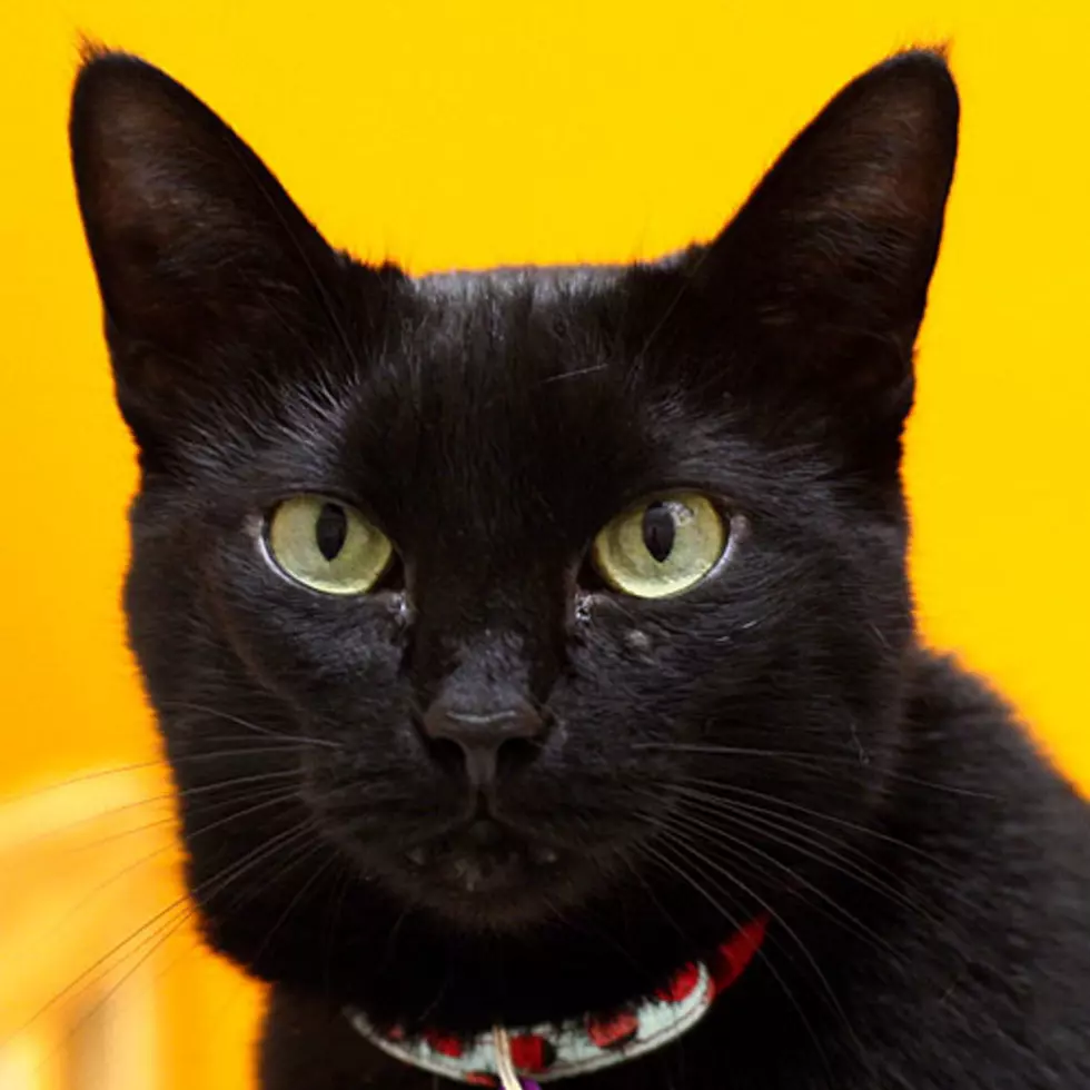 Adopt Sweets From Crash’s Landing