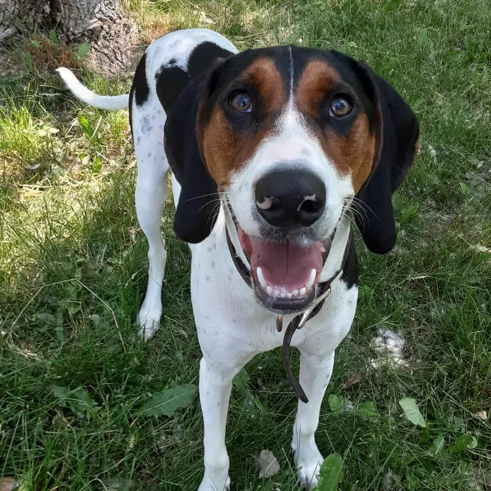 Ross is Our Pet of the Week on Wet Nose Wednesday