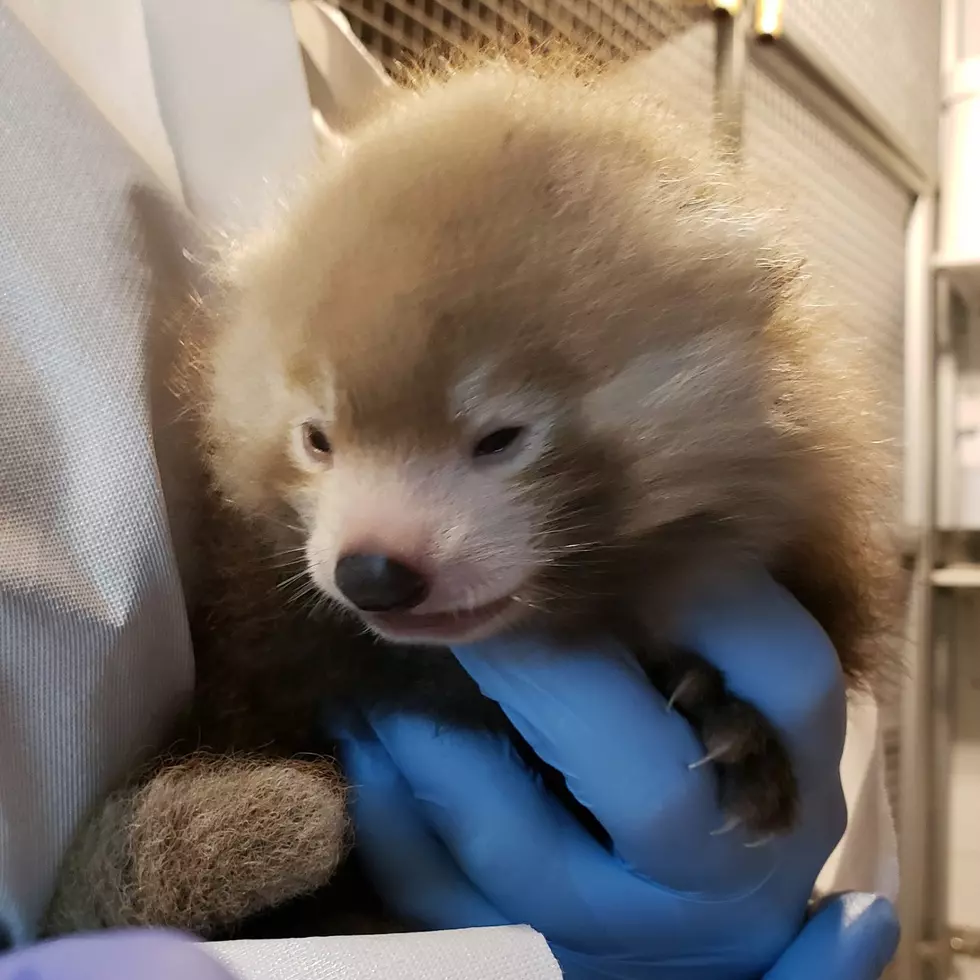 Red Panda