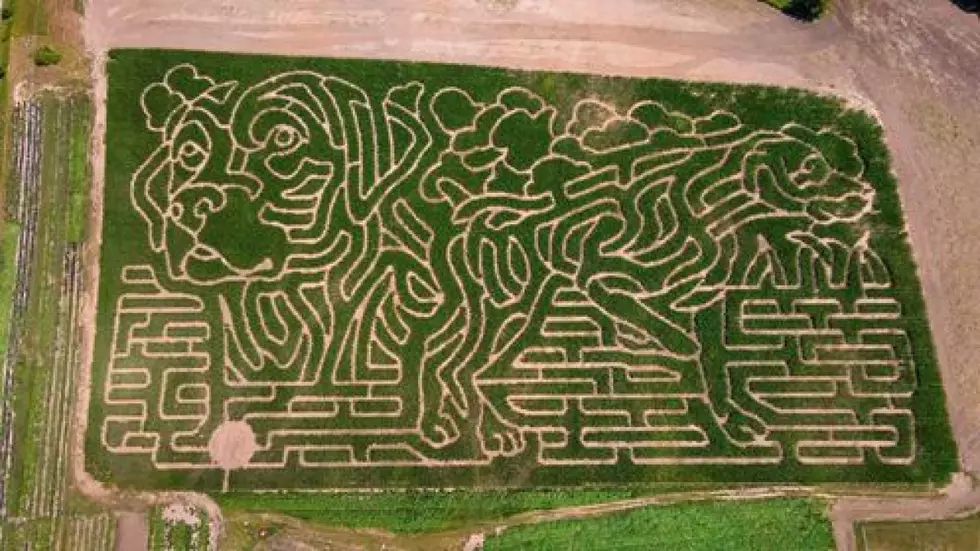 New Exciting Corn Maze Opens for Fall