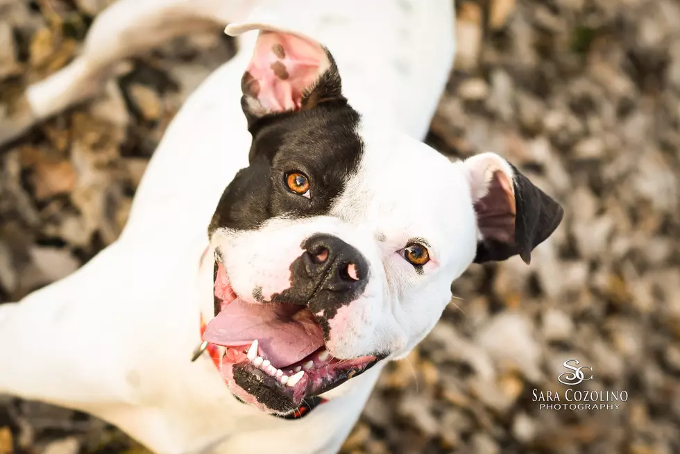 Geno is Our Pet of the Week on Wet Nose Wednesday