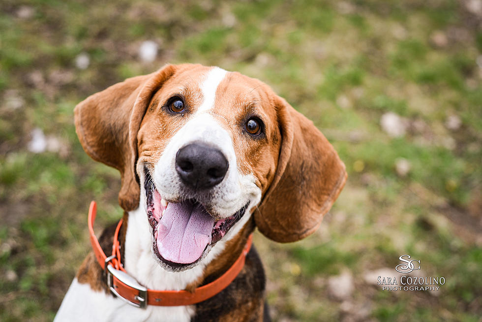 Chief is Our Pet of the Week on Wet Nose Wednesday