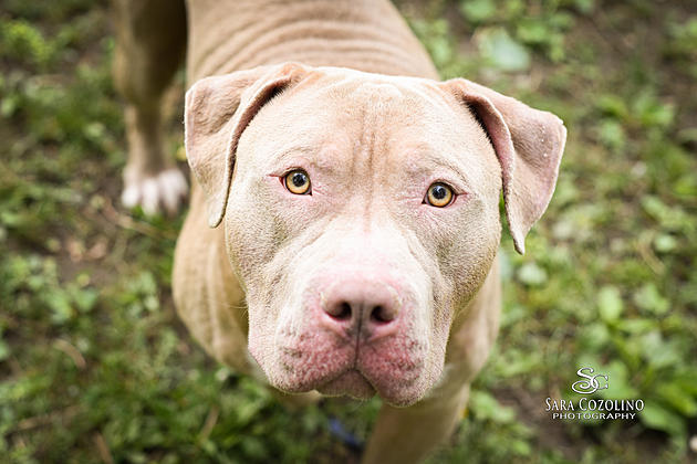 Suge is our Pet of the Week on Wet Nose Wednesday