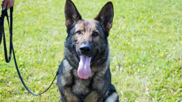 Axel, Kent County Sheriff&#8217;s K-9 Dies in Line of Duty