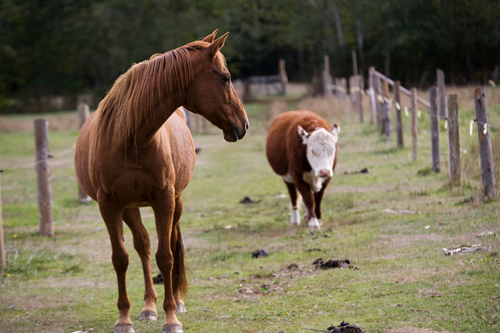 Officials: Stop Taking Horse and Cow Medicine to Protect Against COVID19