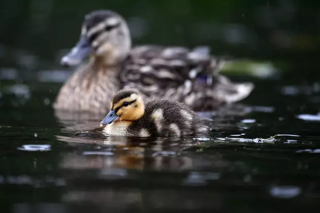 A Duck Runs the New York City Marathon