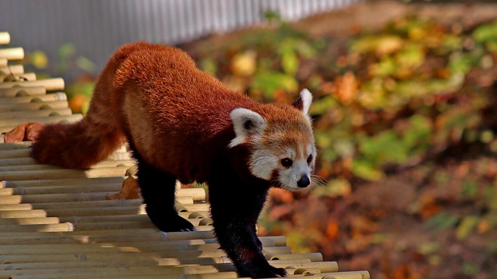 John Ball Zoo Closing for the Season Soon