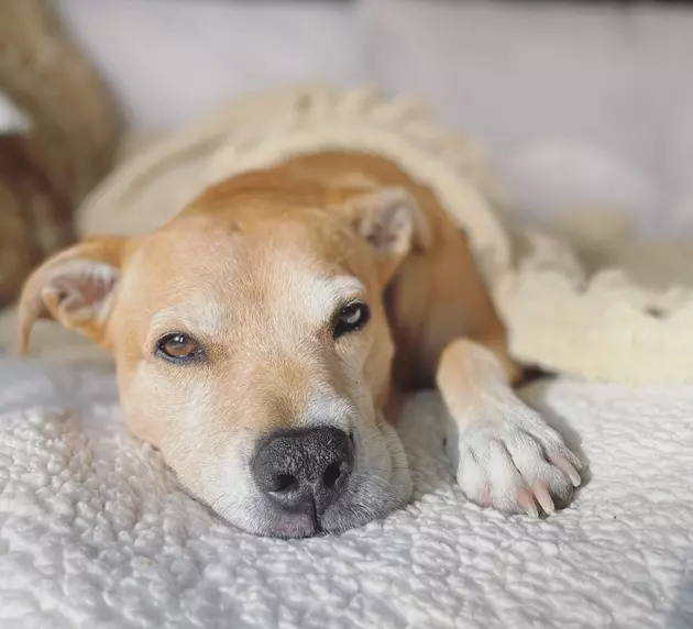 Amanda is Our Pet of the Week on Wet Nose Wednesday