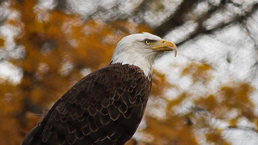 Bald Eagle Dies at John Ball Zoo
