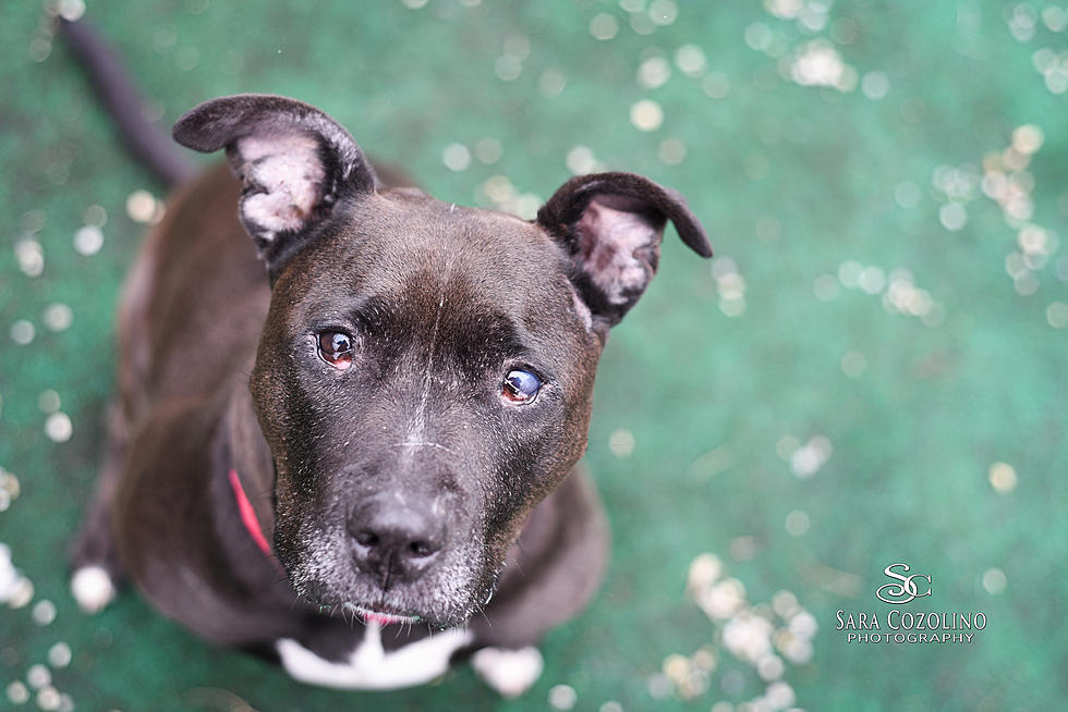 Duchess is Our Pet of the Week on Wet Nose Wednesday