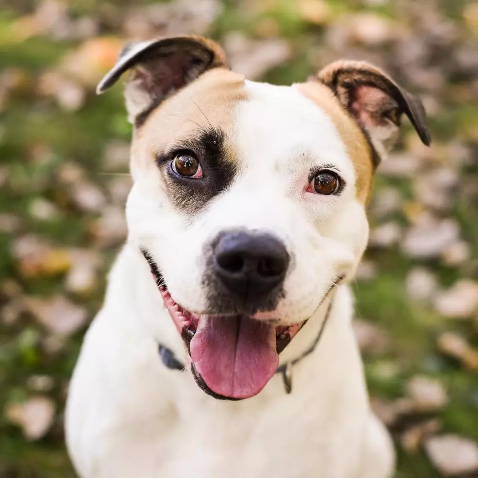 Charlie is Our Pet of the Week on Wet Nose Wednesday