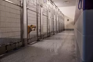 Sad Story! Why Would a Loving Dog Be Surrendered?