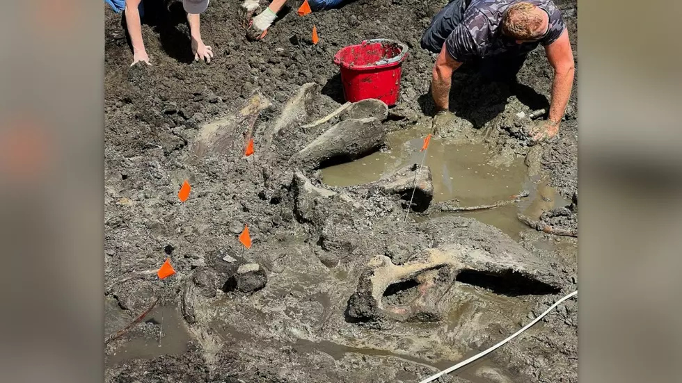 Bones Found in Kent City Were Juvenile Wooly Mastodon