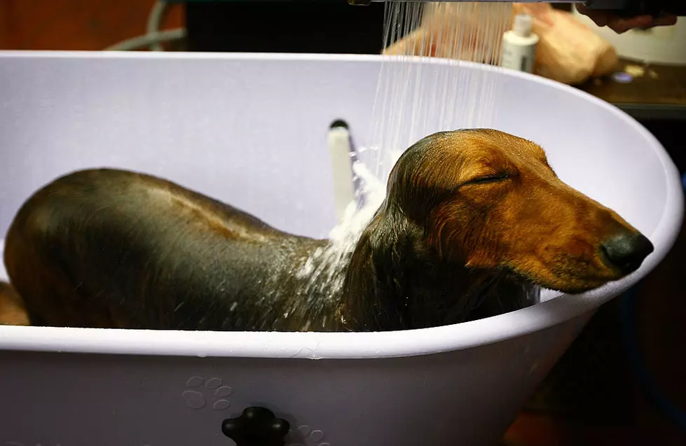 Champion Dogs Get Ready For Westminster Dog Show