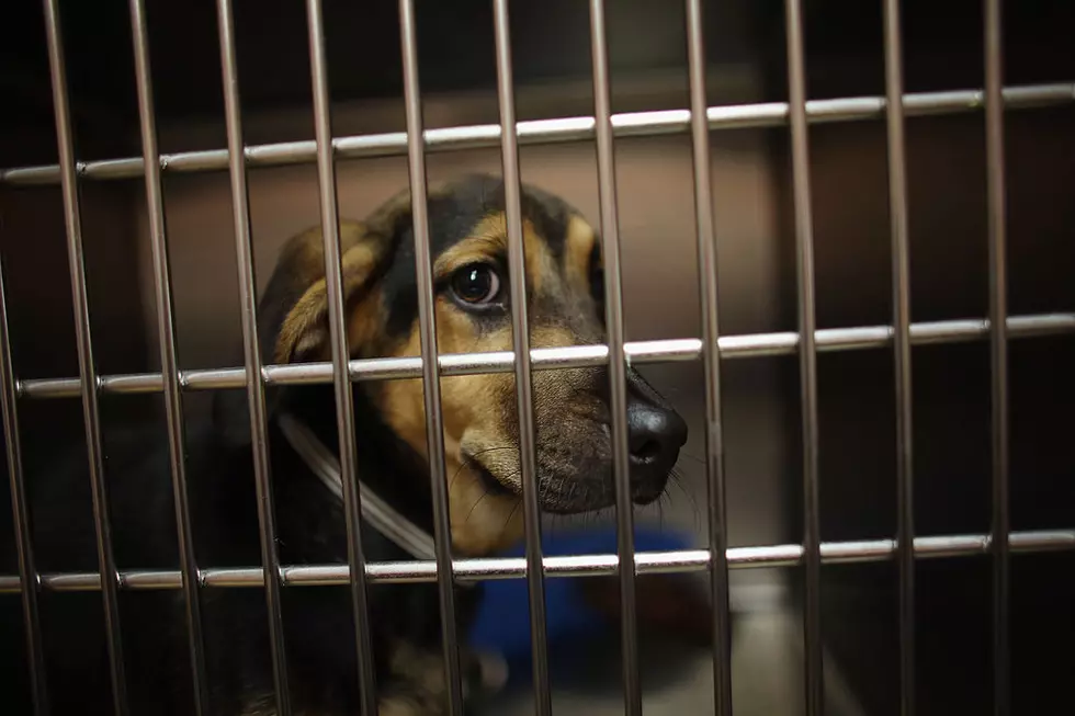 Animal Rescue Group Takes In Cats And Dogs Displaced From Oklahoma Tornadoes