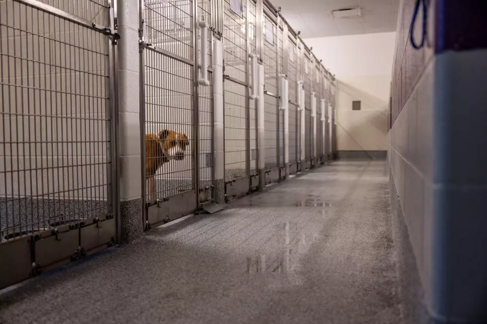 Local Animal Shelters are in Trouble. There’s Not Enough Room