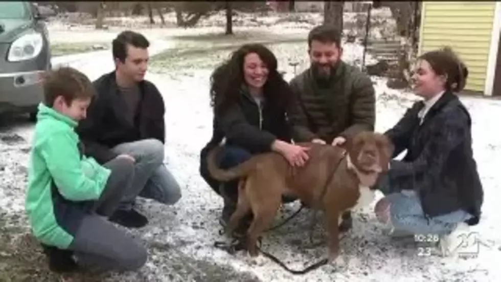 Michigan Dog Lost for 6 Months is Home – Was It A Christmas Miracle?