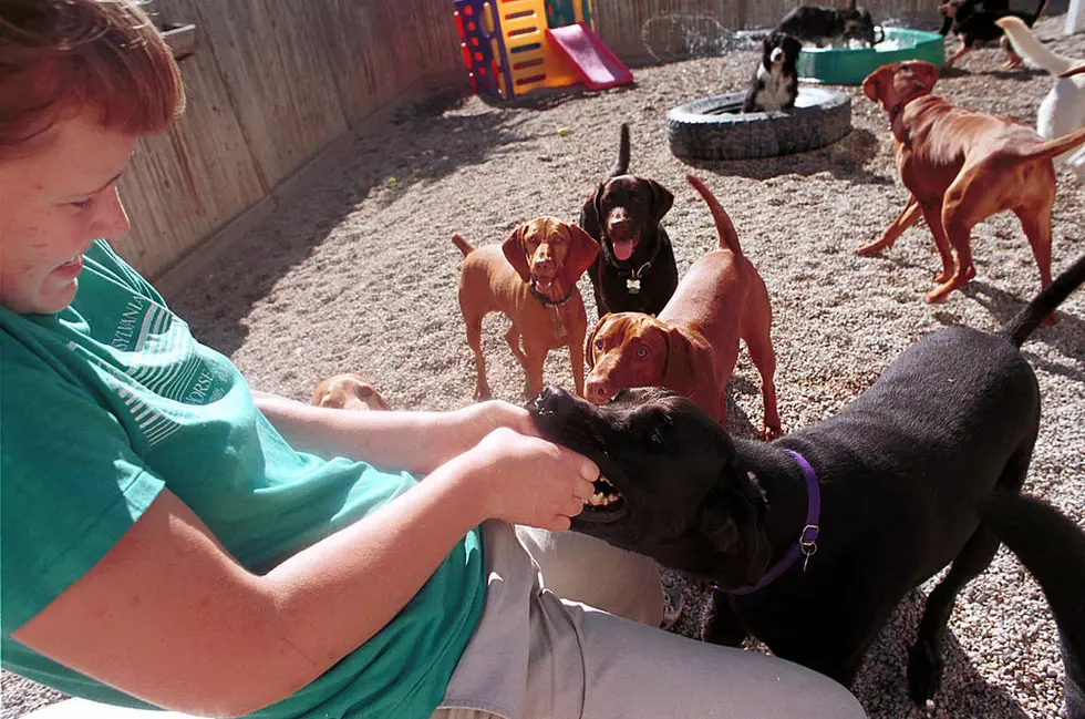 Pet Companions Inc. Dog Day Care Center