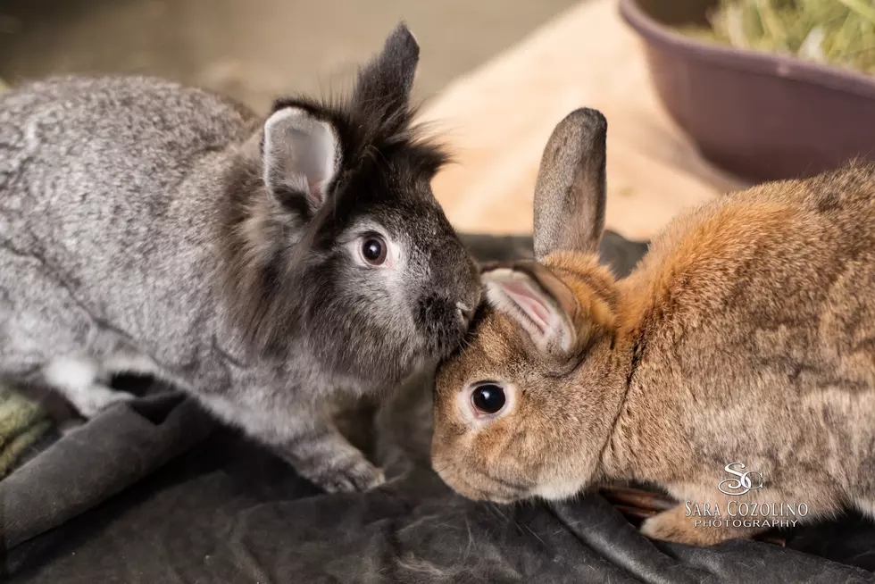Bunnies as Pets? Yes, And Pancake and Milkshake are Adorable!