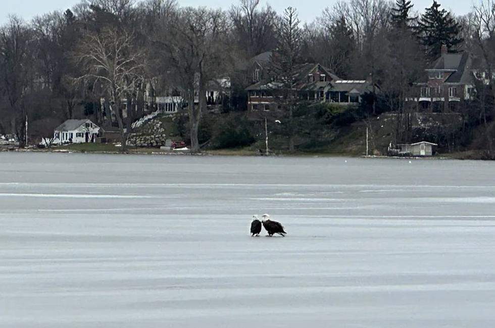 Can You Really see Bald Eagles Flying in Grand Rapids?