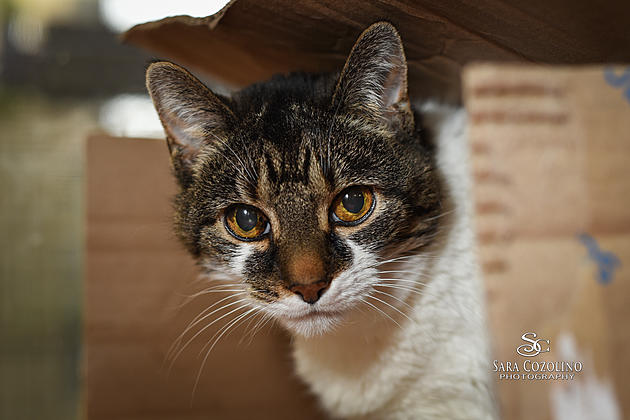 Thinking About Adopting a Senior Pet? Mya is Your Answer!