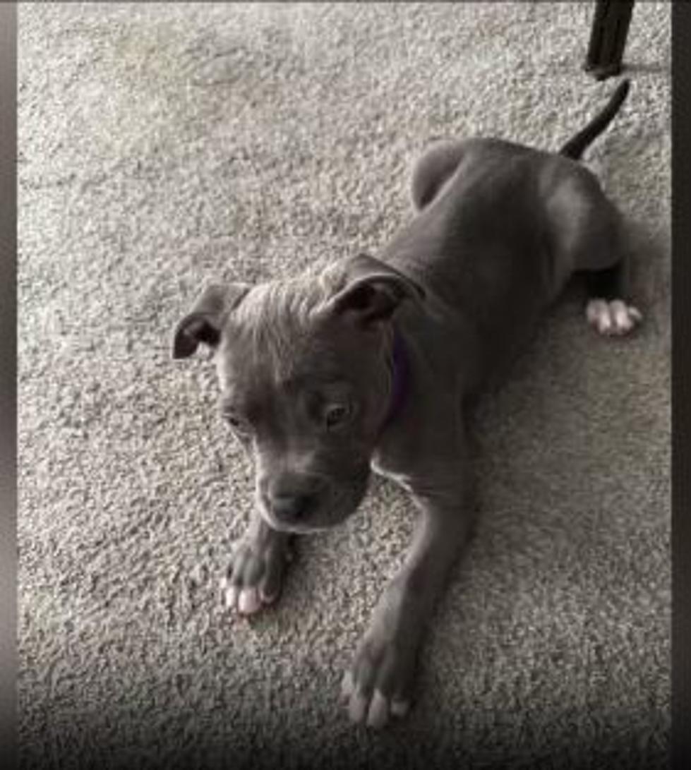 Detroit Man Beats Puppy Nearly To Death! Why Would He Do This?