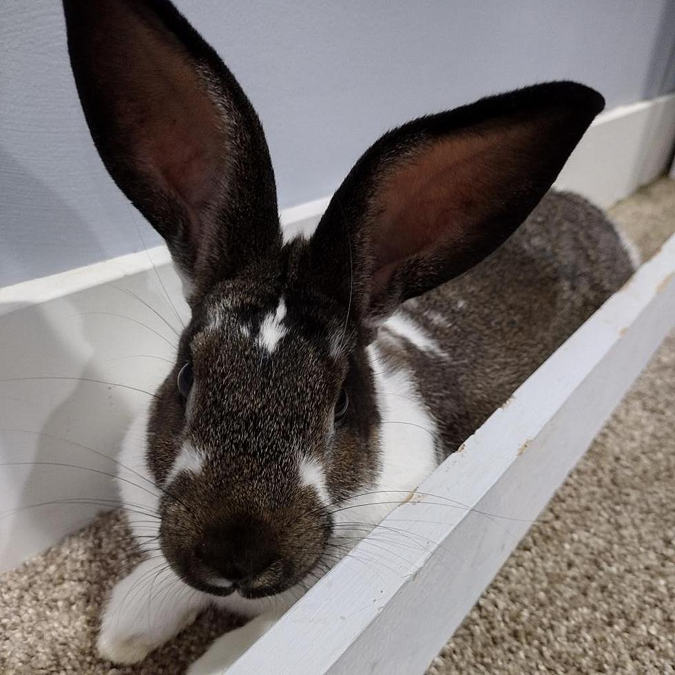 Could You Love Some Bunny? Meet the Adorable Noms!