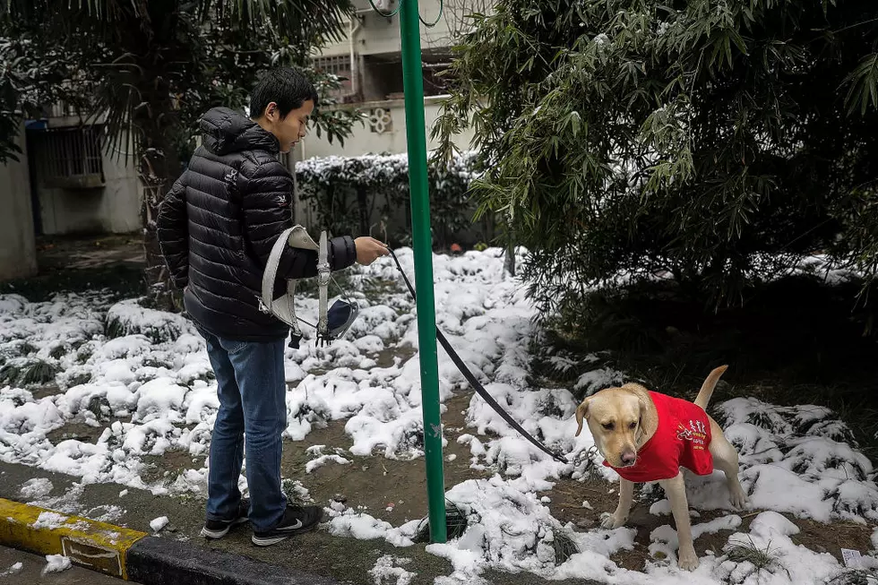 China's Guide Dog Training Center