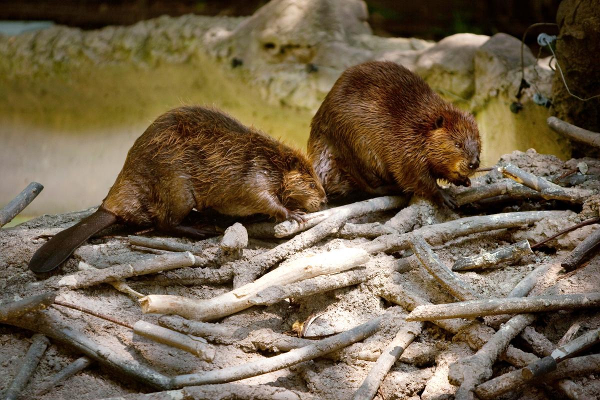 1868 Map Shows Beaver Dams in Michigan That Still Exist Today