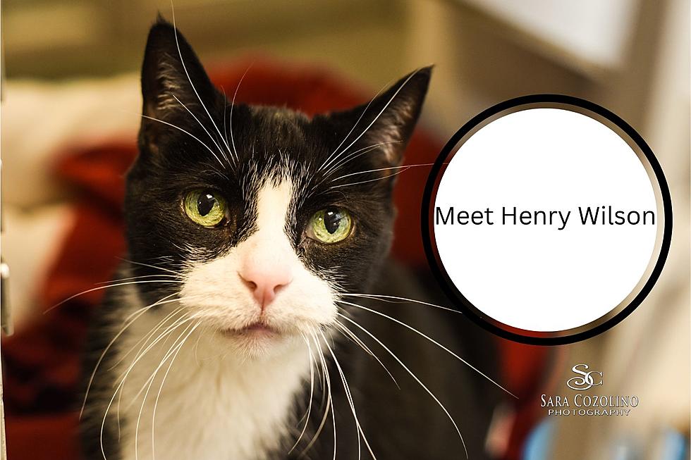 Wanted! Loving Home for Henry Wilson the Cat. What About You?